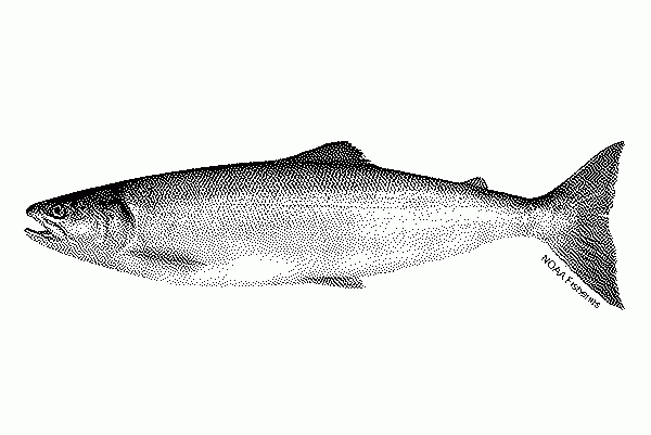 Salmonfish