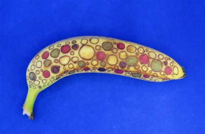 The Greater Spotted Banana