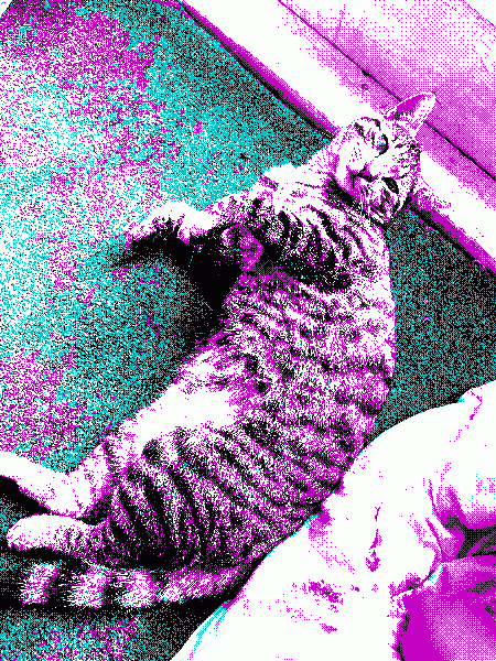 Kitty
