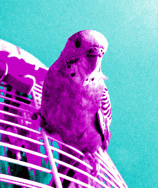 Pixel the cute birb