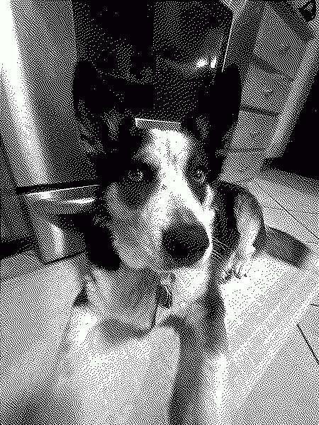 My dog Rocky his is black and white and 8 yers old