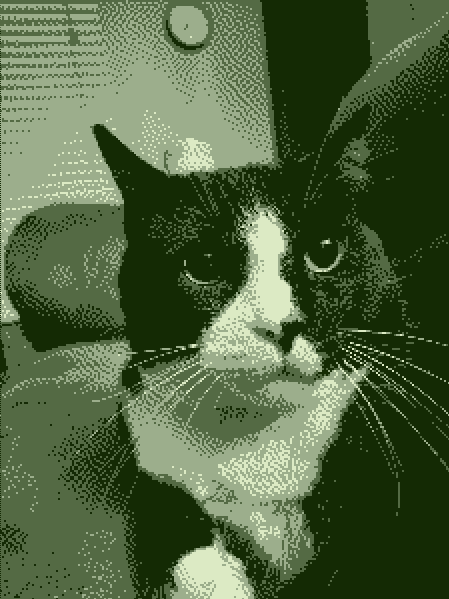 kitty :3