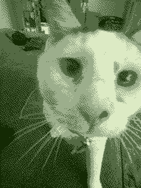 This is Luna she is a cat