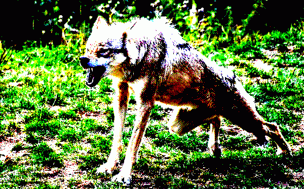 wolf