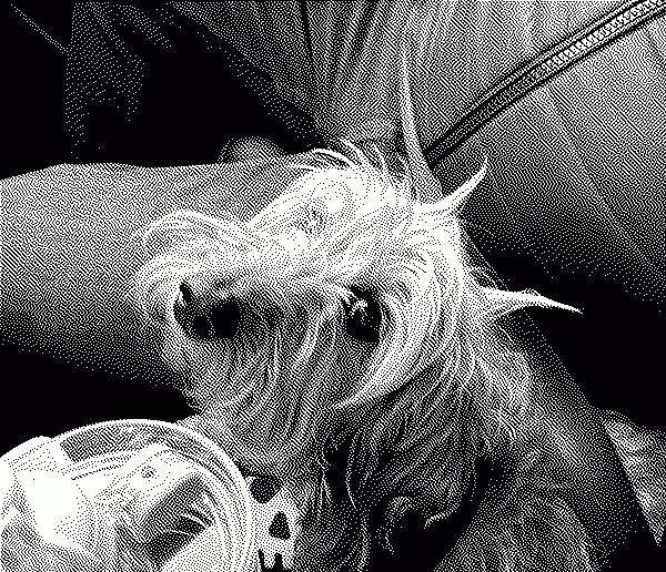 Silly dog