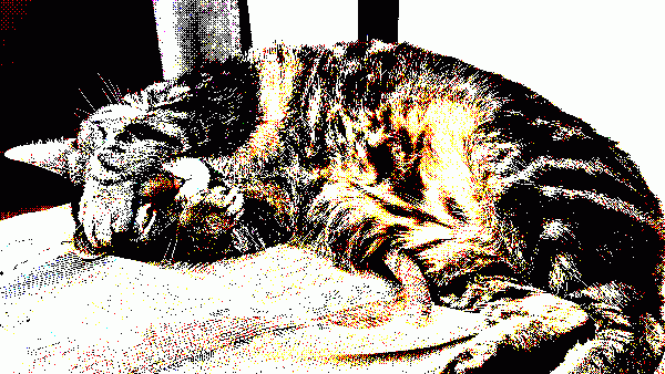Cat laying down, paws covering face