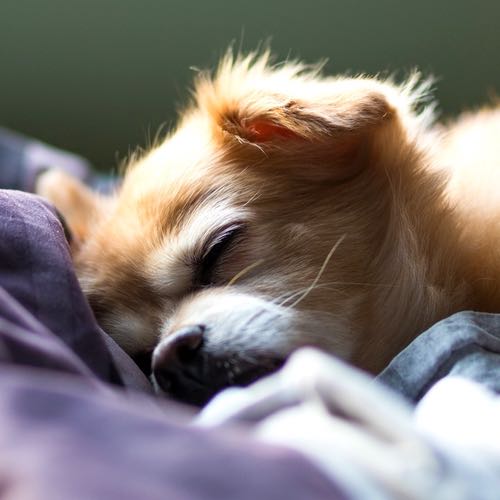 What’s Your Sleep Animal?
