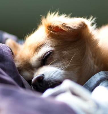 What’s Your Sleep Animal?