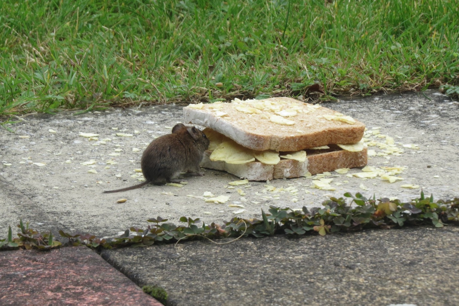 Mouse nibbling at brown crisp sandwich outdoors