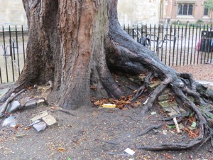 Wotsits sandwich at the foot of a large tree