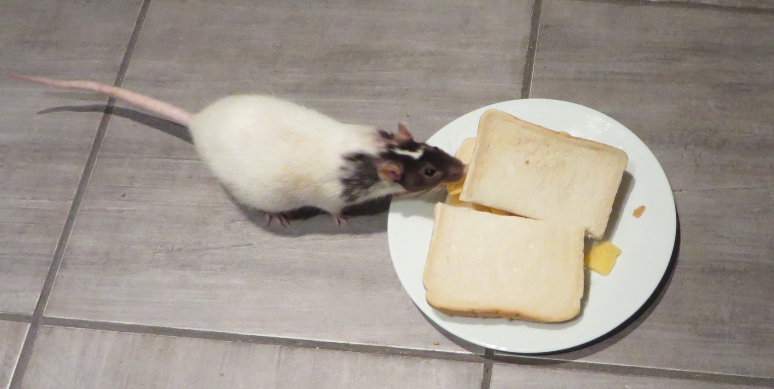 White rat nibbling at Quavers in white bread