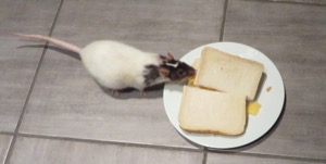 White rat nibbling at Quavers in white bread