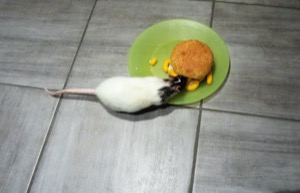 White rat eating Wotsits in a sesame bun