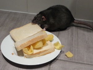 Black rat munching on white Quavers sandwich