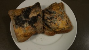 Open mouldy crisp sandwich on a plate