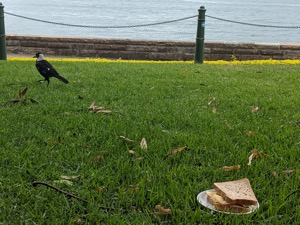 Bird turning its back on a crisp sandwich