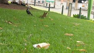 Birds ignoring crisp sandwich nearby in the grass