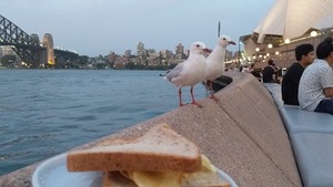 Seagulls eyeing up a crisp sandwich in front of bridge