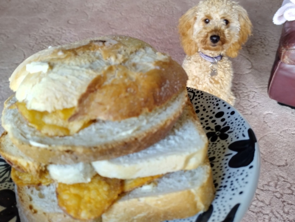 Mabel the dog admires a crisp sandwich