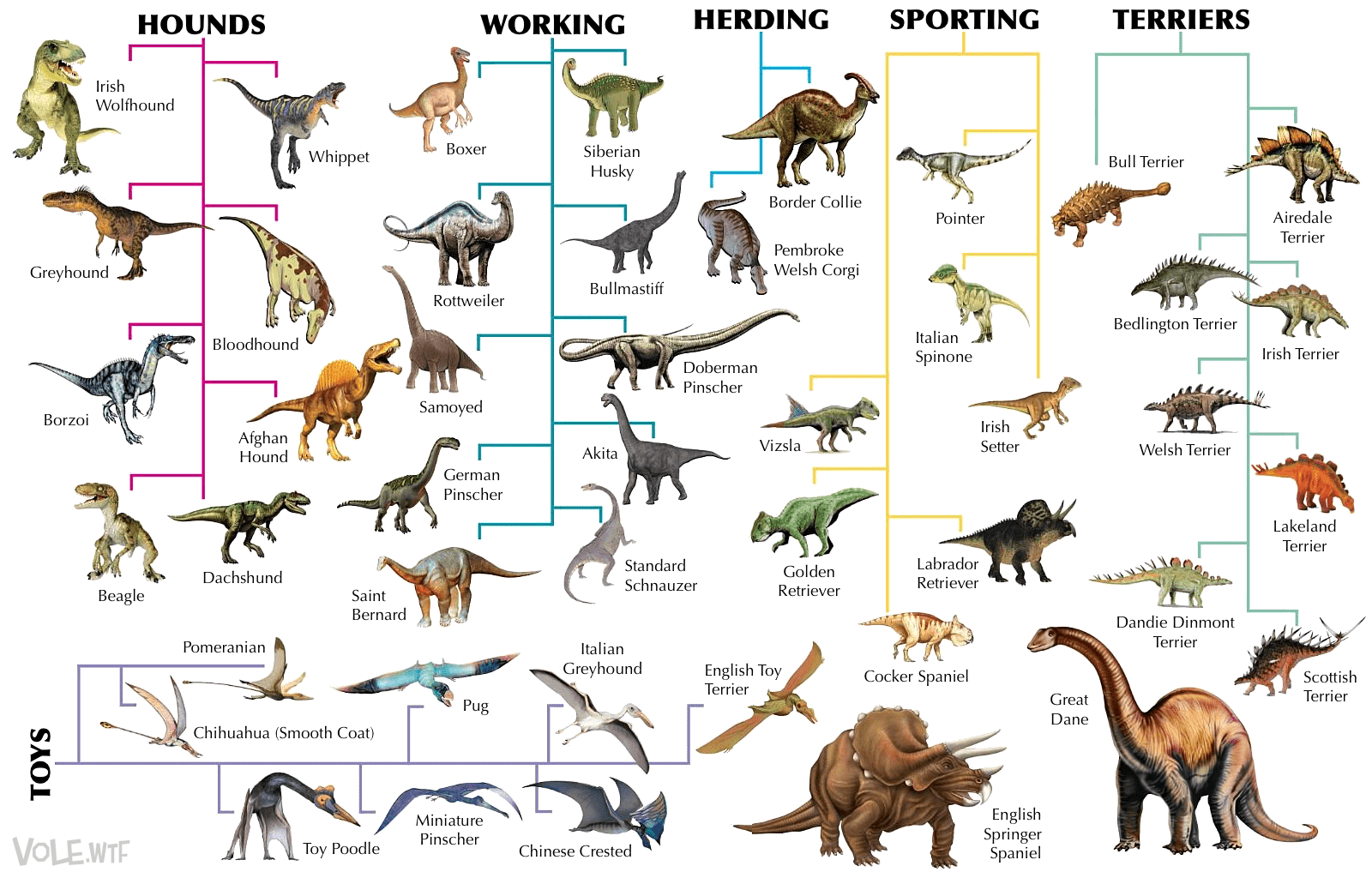 A chart showing types of dog