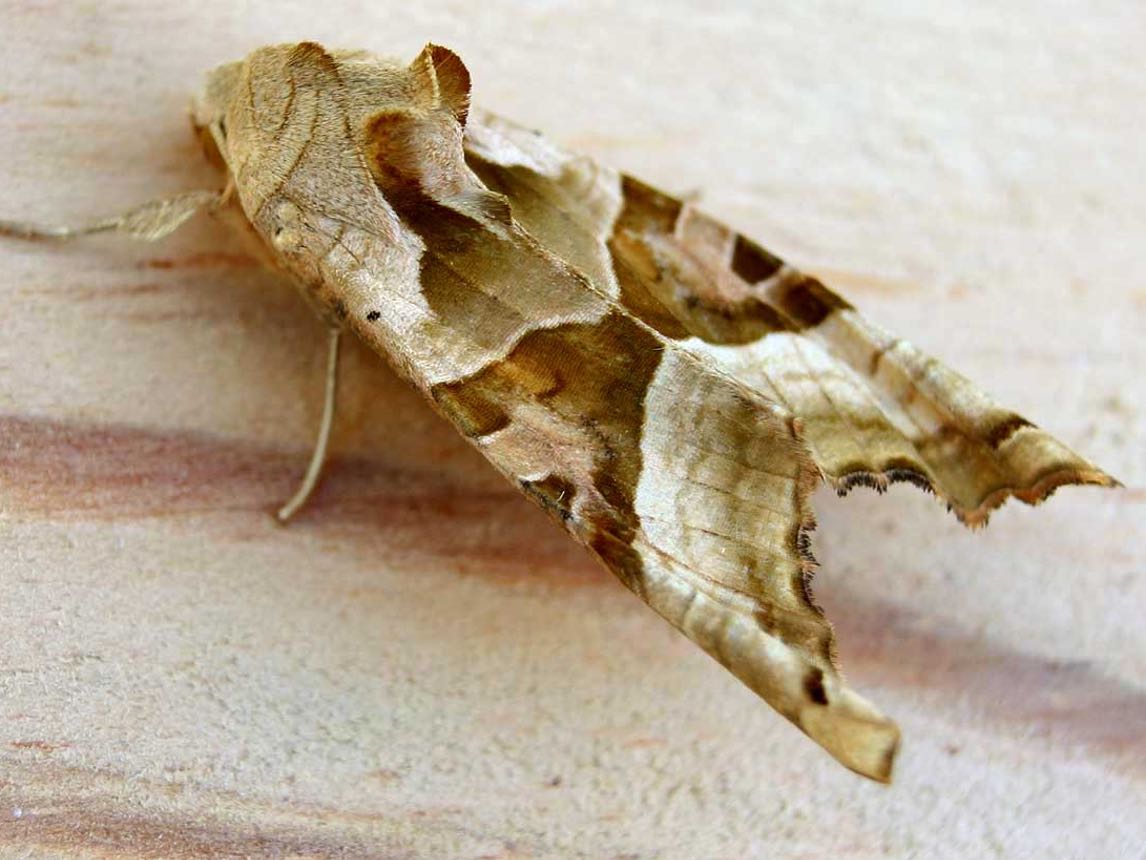 Angle Shades moth