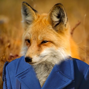 Fox