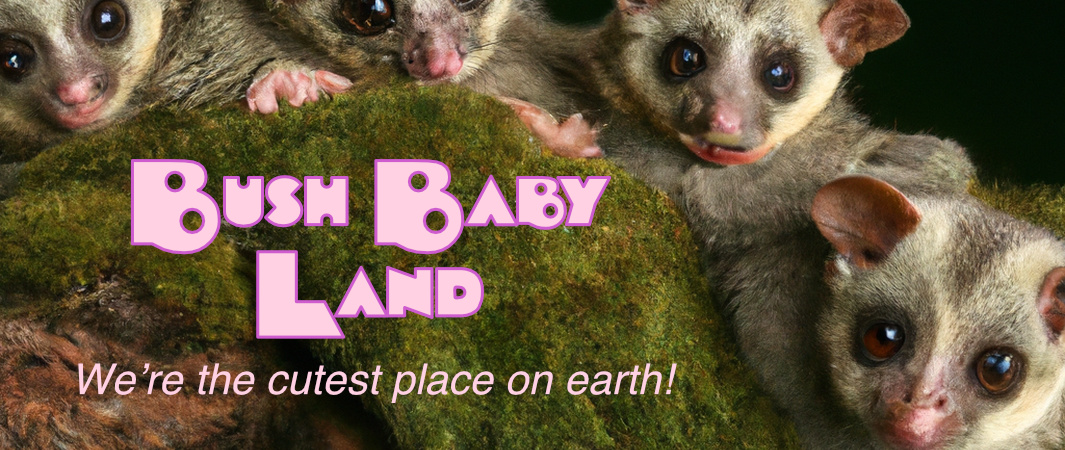 Bush Baby Land: We’re the cutest place on earth!