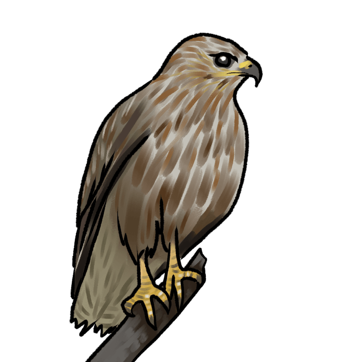 Buteo buteo buteo