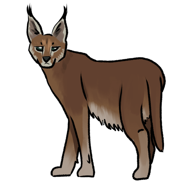 Caracal caracal caracal