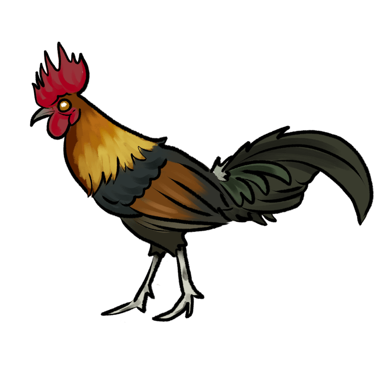 Gallus gallus gallus