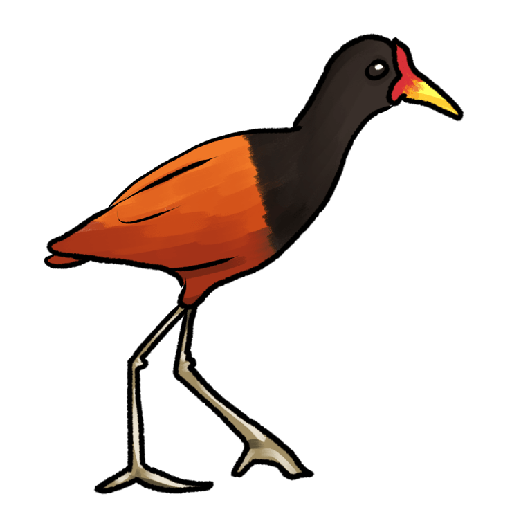 Jacana jacana jacana