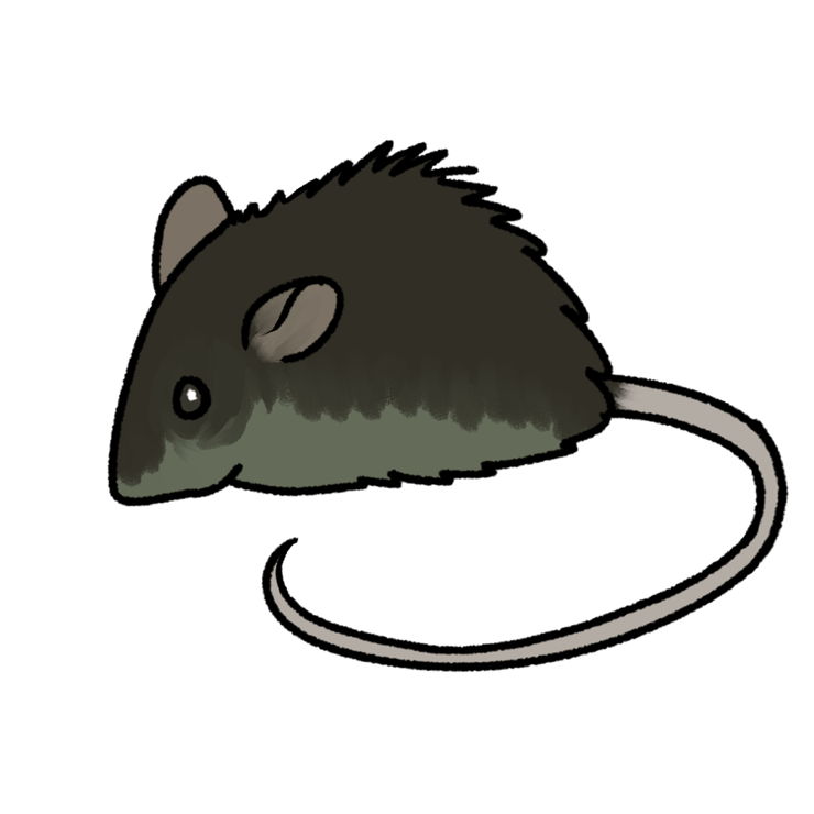 Rattus rattus rattus